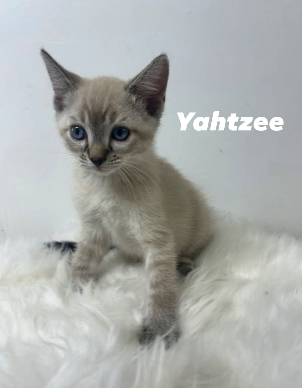 Yahtzee Yahtzee